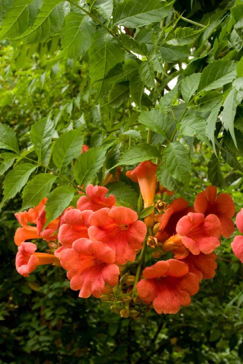 MADAME GALEN TRUMPET VINE 1gal