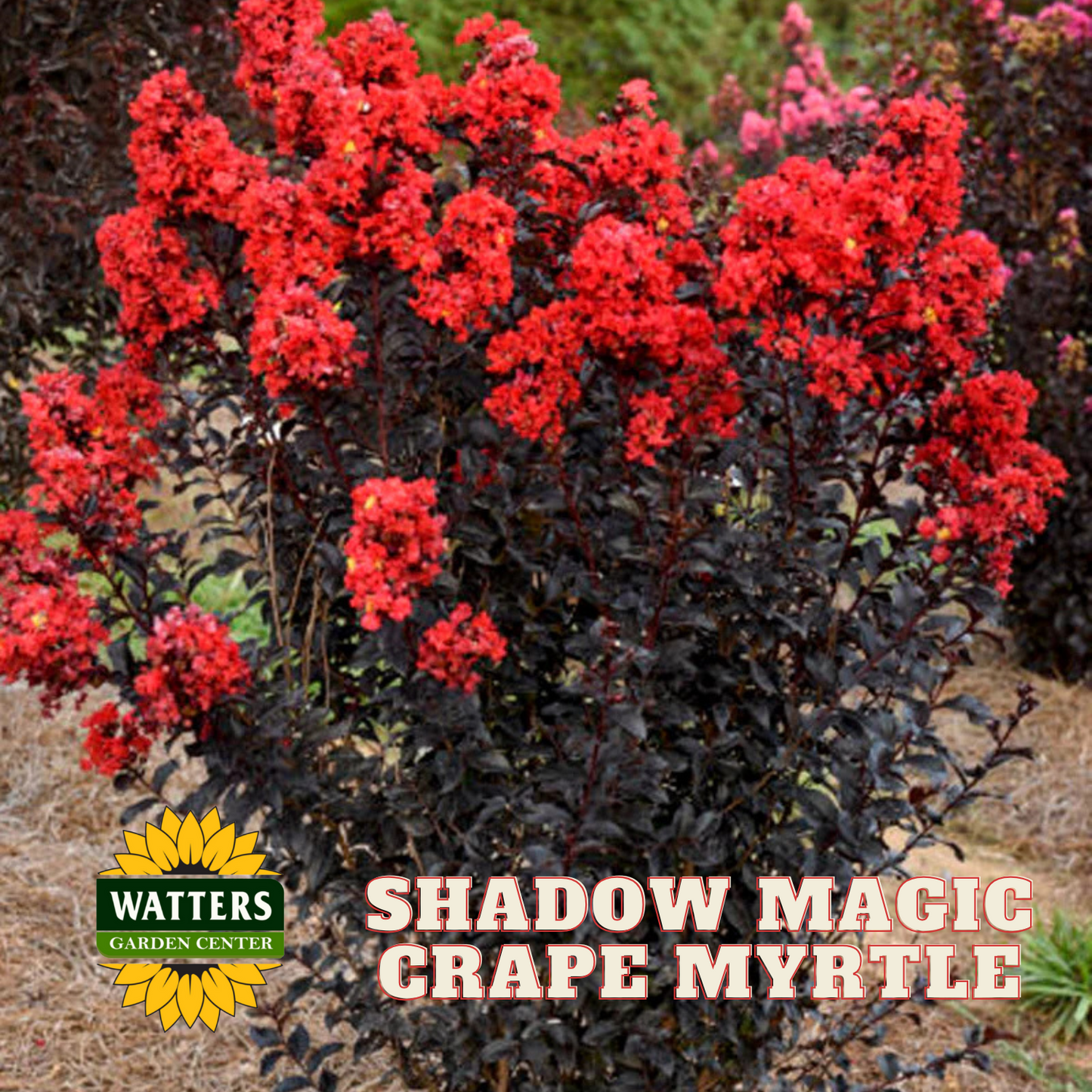 SHADOW MAGIC CRAPE MYRTLE 2gal