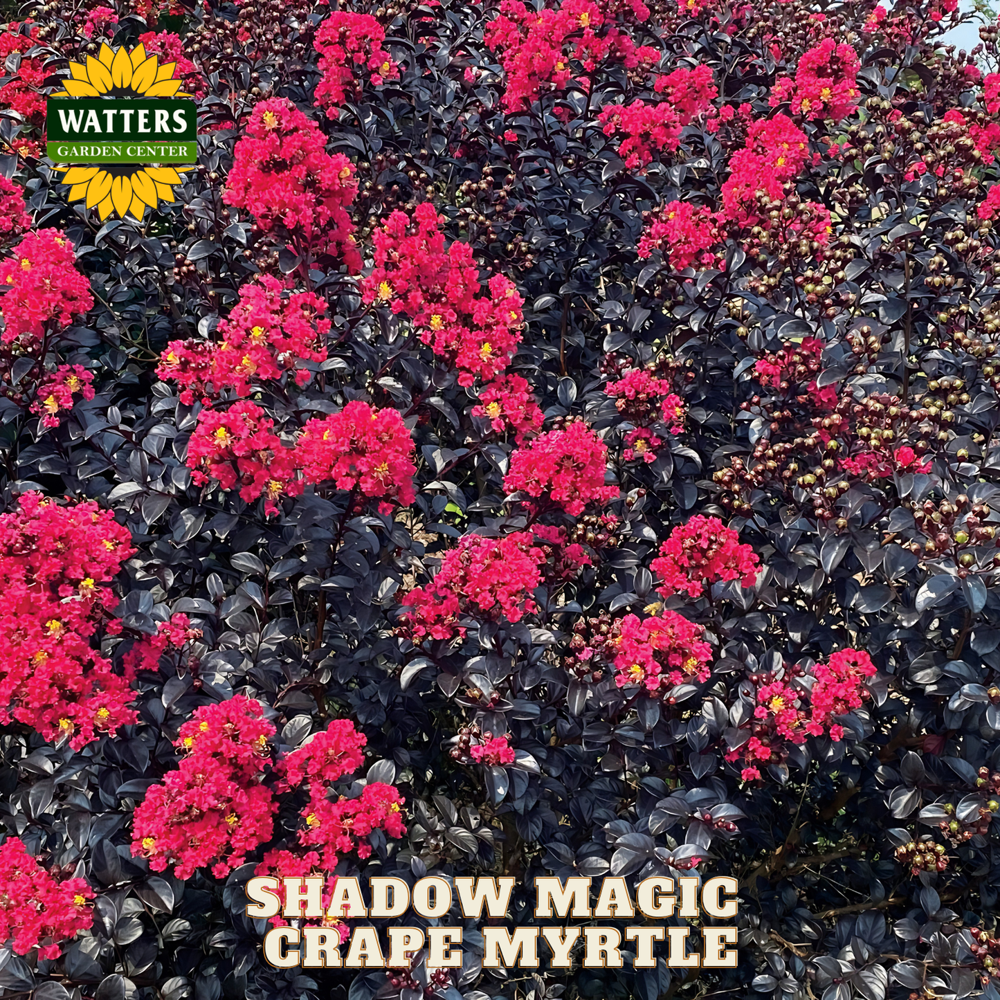Grape myrtle with pink flowers and dark green leaves, branded with Watters Garden Center.
