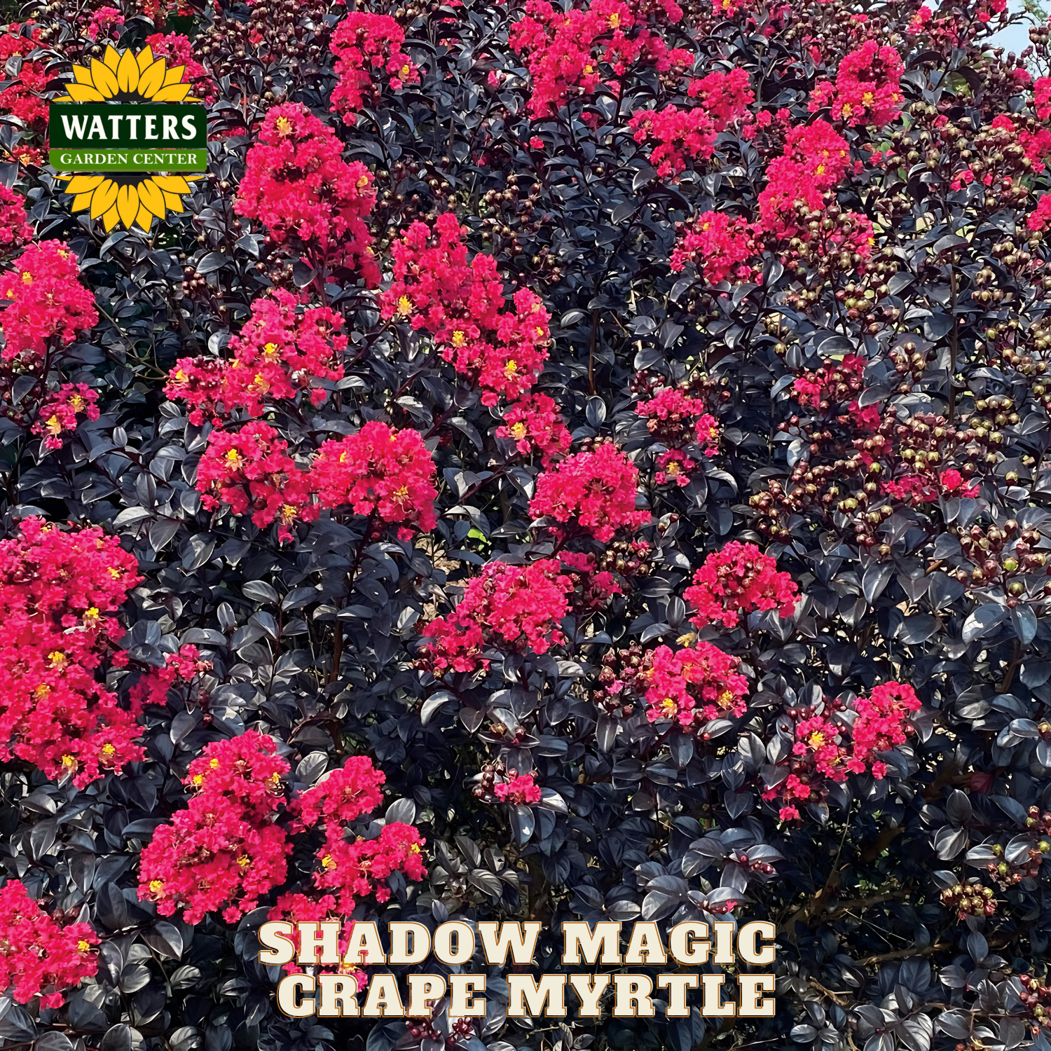 Grape myrtle with pink flowers and dark green leaves, branded with Watters Garden Center.