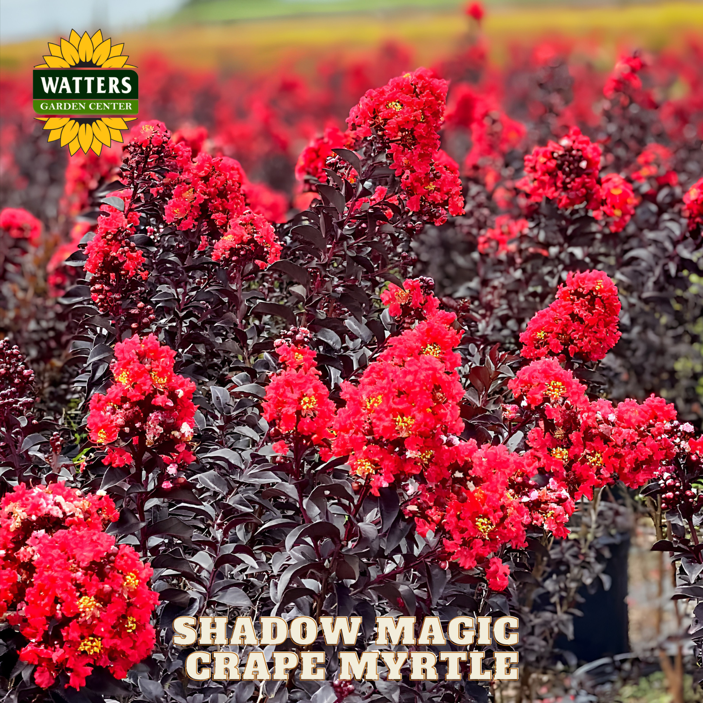 Red flowers with 'Watters Garden Center' logo and 'Shadow Magic Crape Myrtle' text.