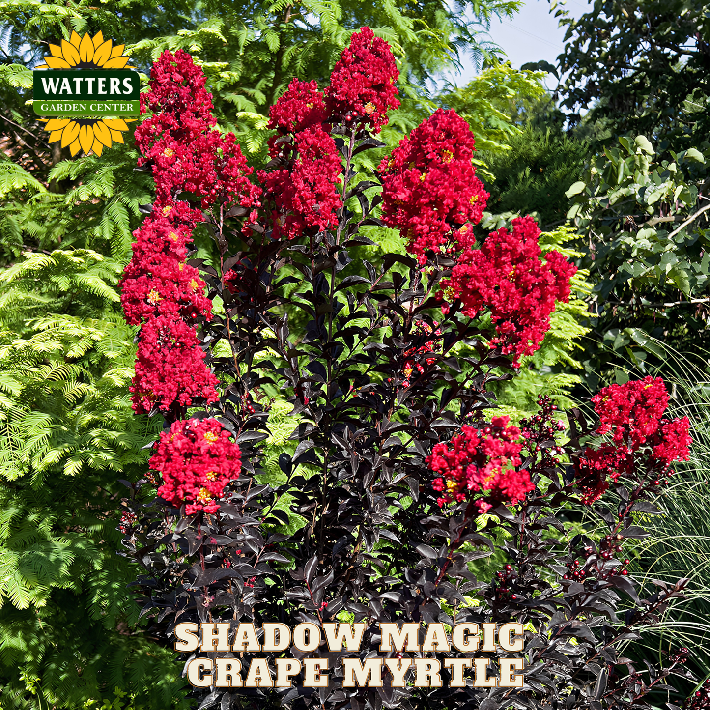 Red flowering plant with green foliage, labeled 'Shadow Magic Grape Myrtle' by Watters Garden Center.