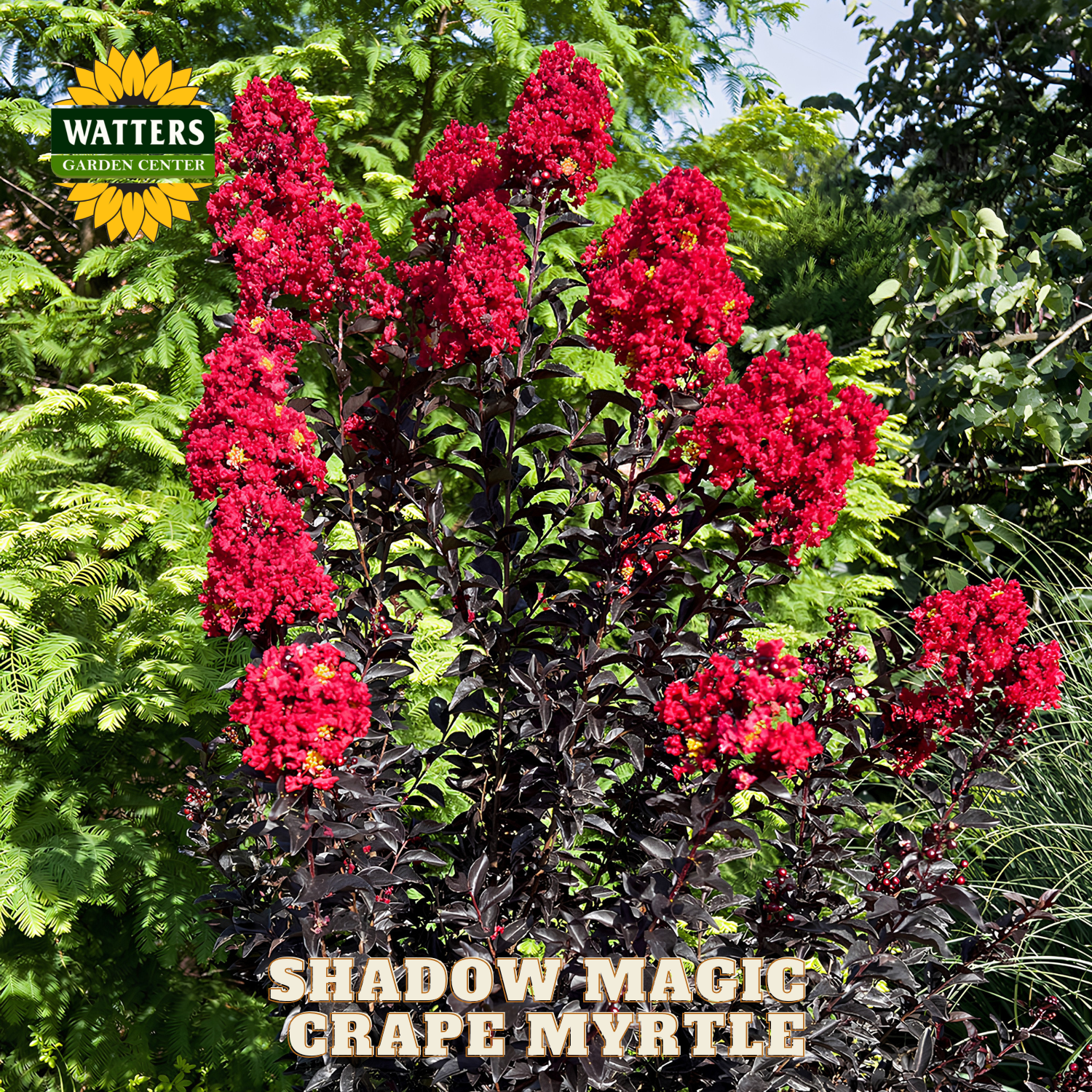 Red flowering plant with green foliage, labeled 'Shadow Magic Grape Myrtle' by Watters Garden Center.