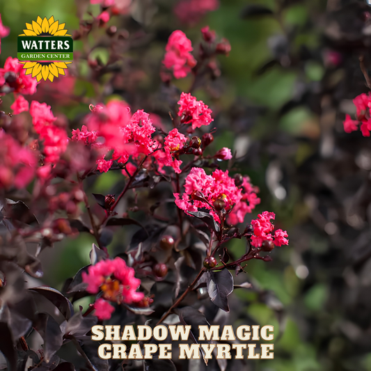 Pink flowers with 'Watters Garden Center' logo and 'Shadow Magic Crape Myrtle' text.