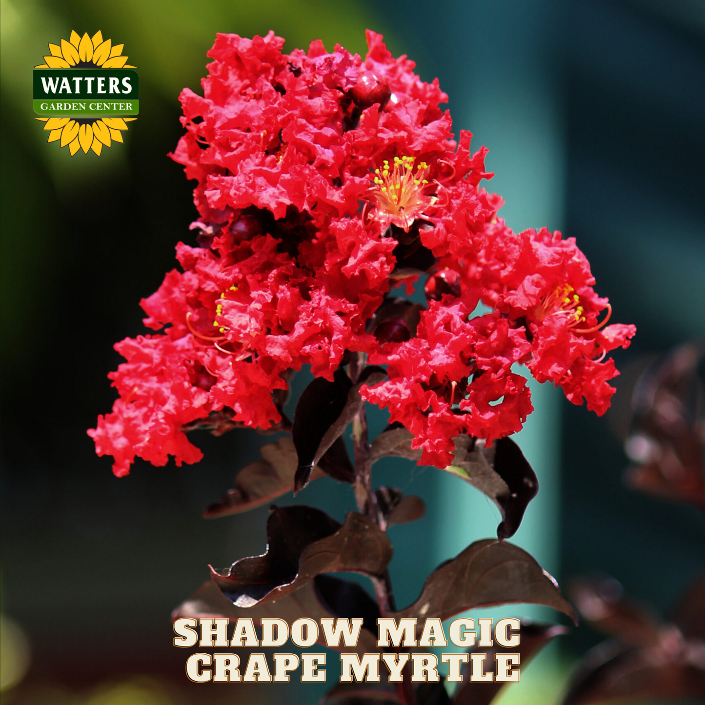 Red flower with 'Watters Garden Center' logo and 'Shadow Magic Crape Myrtle' text.
