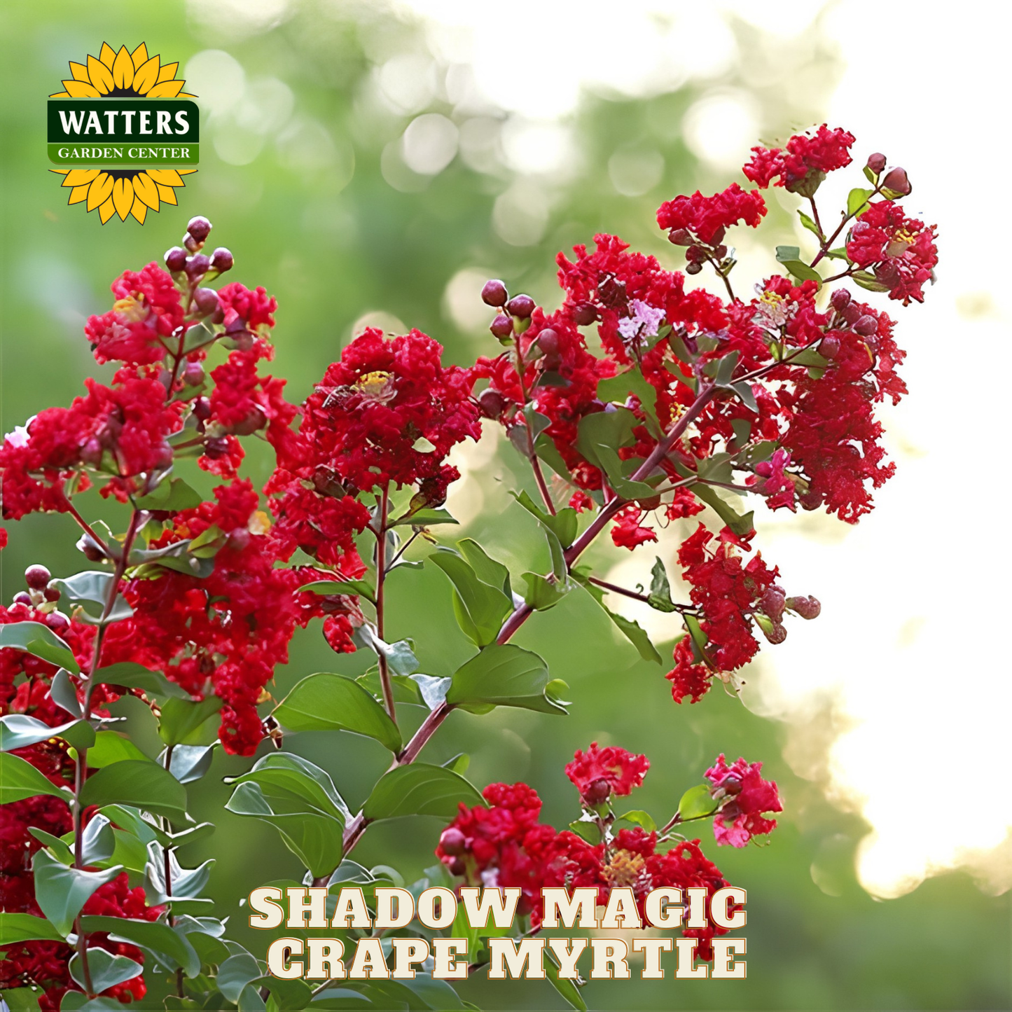 Red flowers with 'Watters Garden Center' logo and 'Shadow Magic Crape Myrtle' text.
