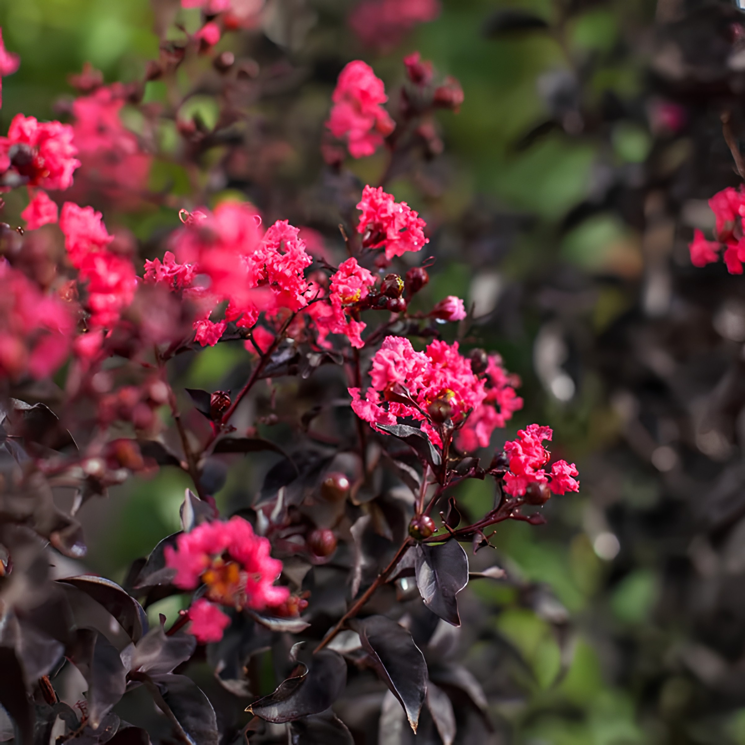 Close-up of pink flowers with a blurred green background