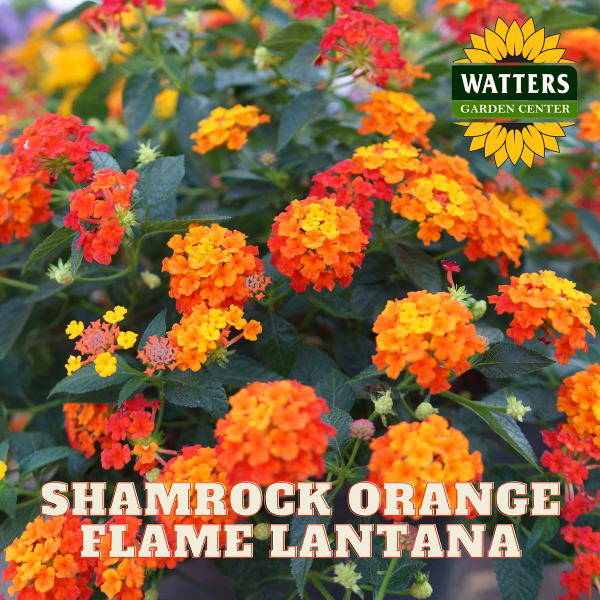SHAMROCK LANTANA 3gal