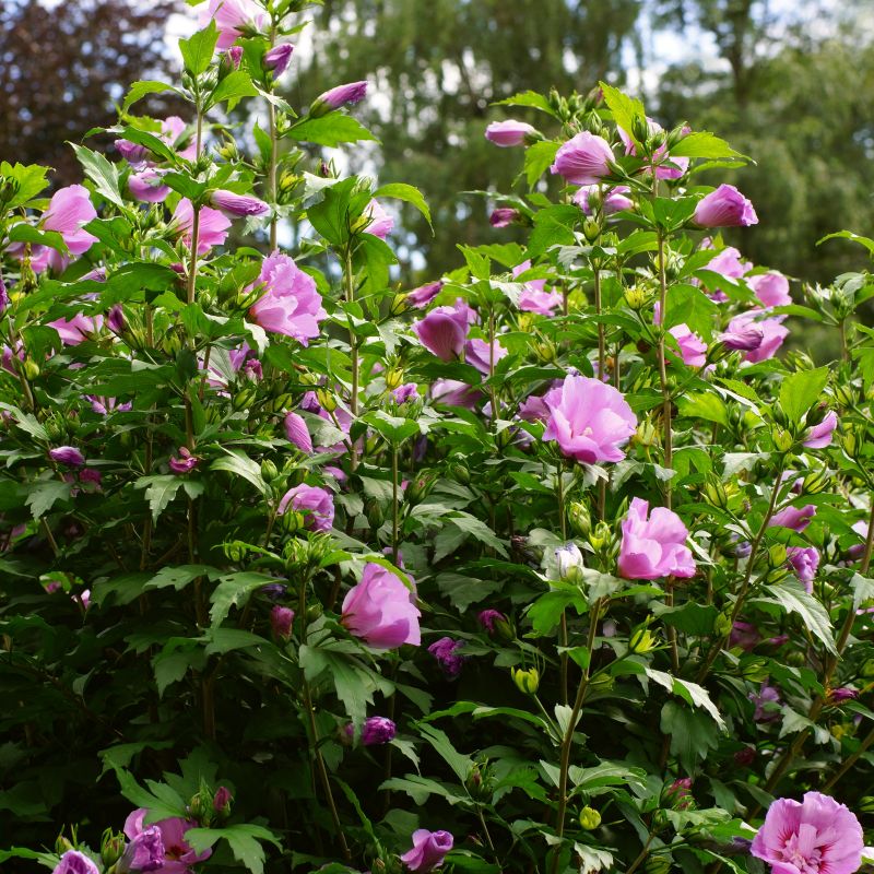 TAHITI ROSE OF SHARON TREE 5gal