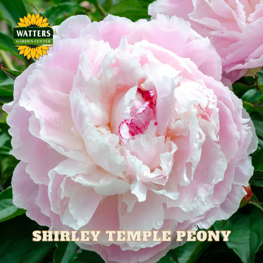 Close-up of a pink Shirley Temple peony with Watters Garden Center branding.