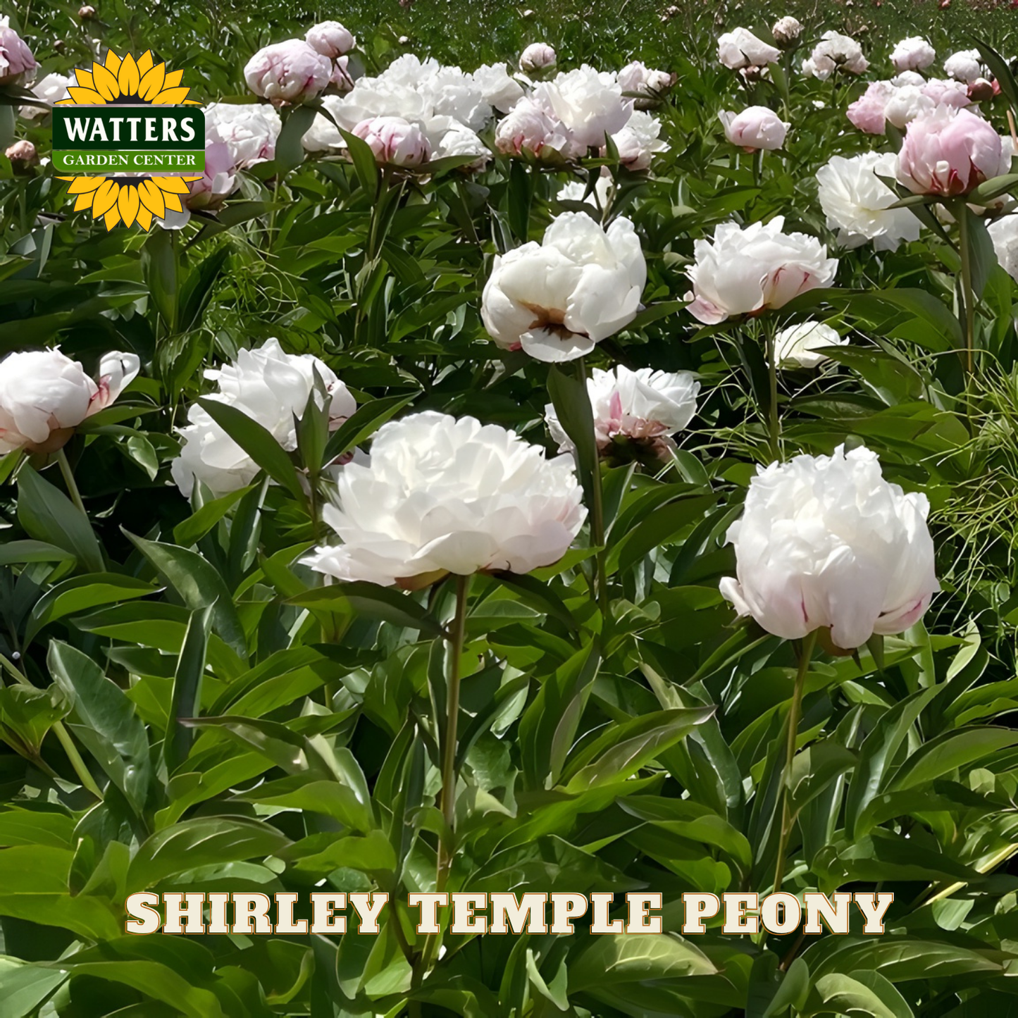 Shirley Temple Peony flowers with Watters Garden Center logo