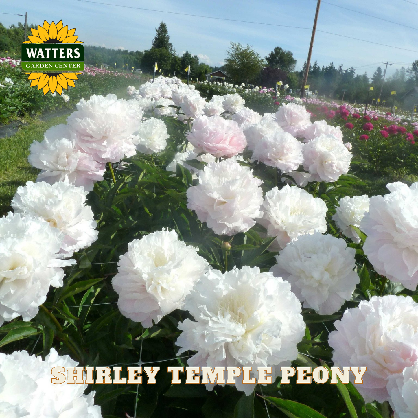 White Shirley Temple peony flowers with Watters Garden Center logo in the background.