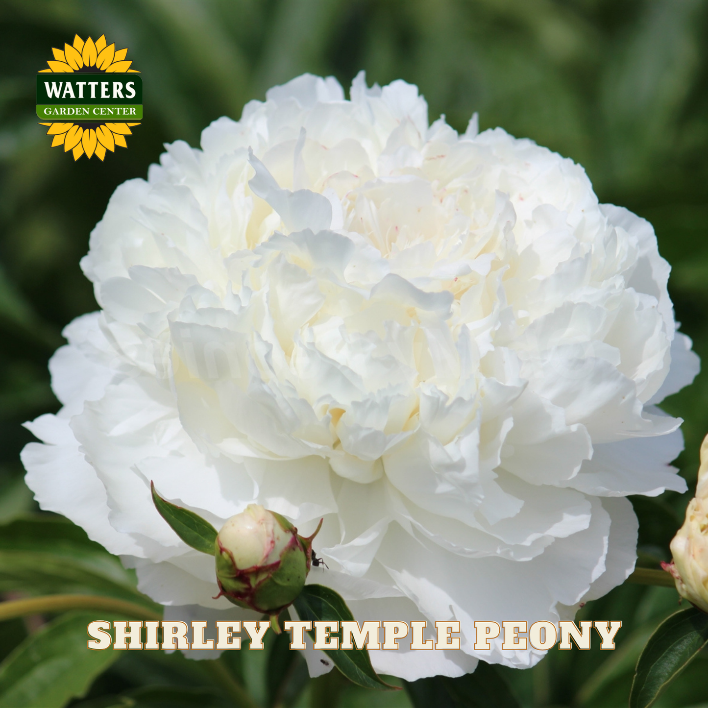 White Shirley Temple peony with a Watters Garden Center logo in the corner.