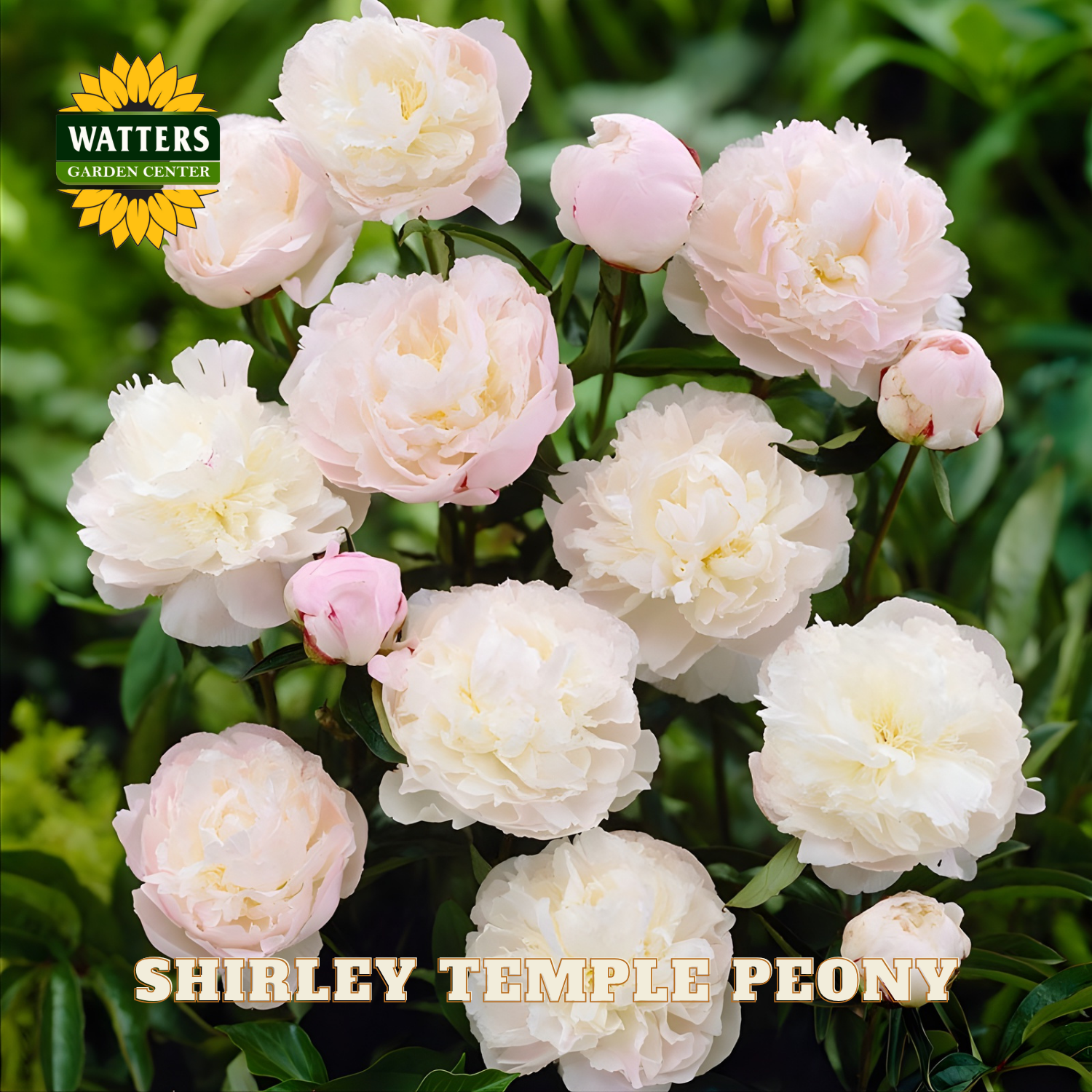 Shirley Temple Peony flowers with Watters Garden Center logo