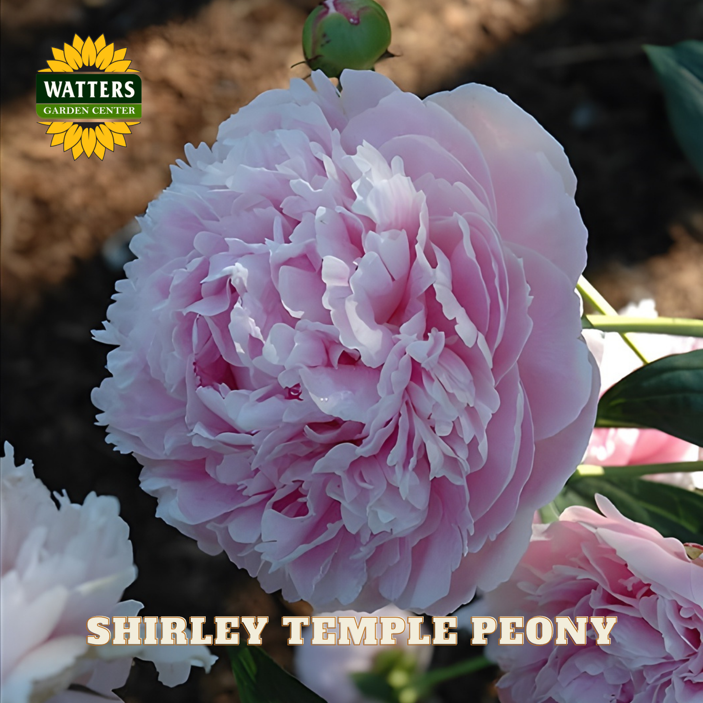 Close-up of a pink Shirley Temple peony with Watters Garden Center branding.