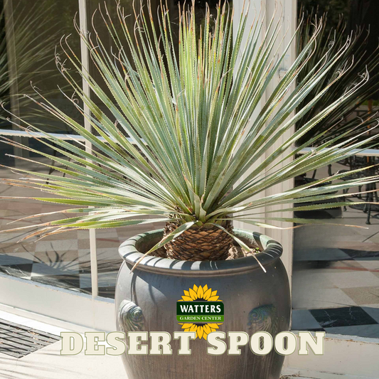 SILVER DESERT SPOON 2gal