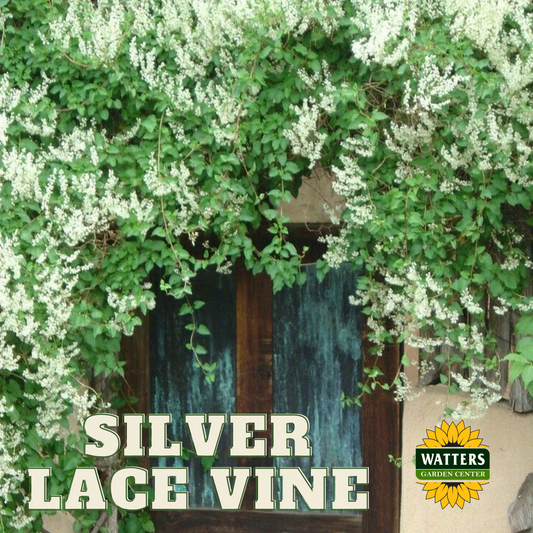 SILVER LACE VINE 5gal