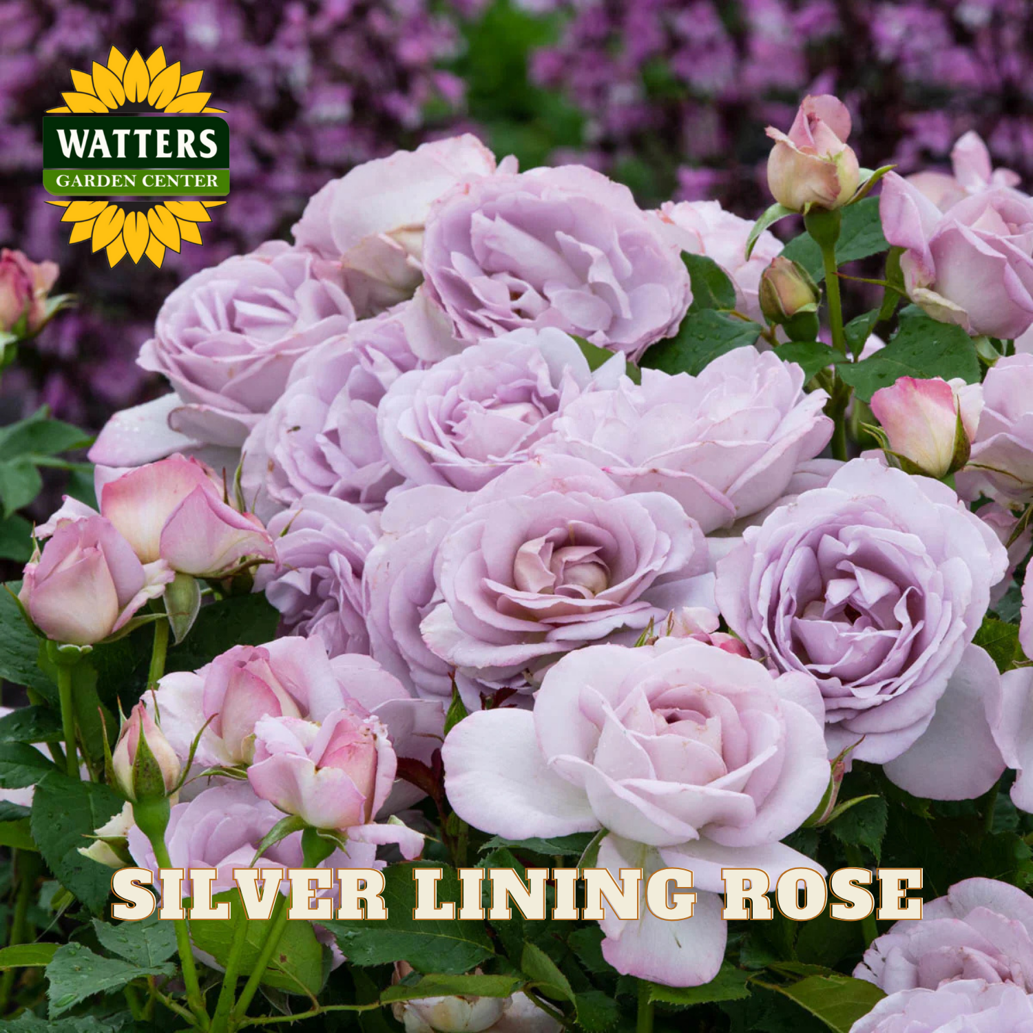 Bouquet of silver lining roses with Watters Garden Center logo.