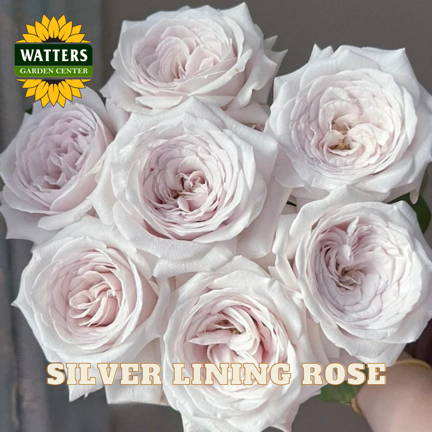 Bouquet of silver lining roses with Watters Garden Center logo.