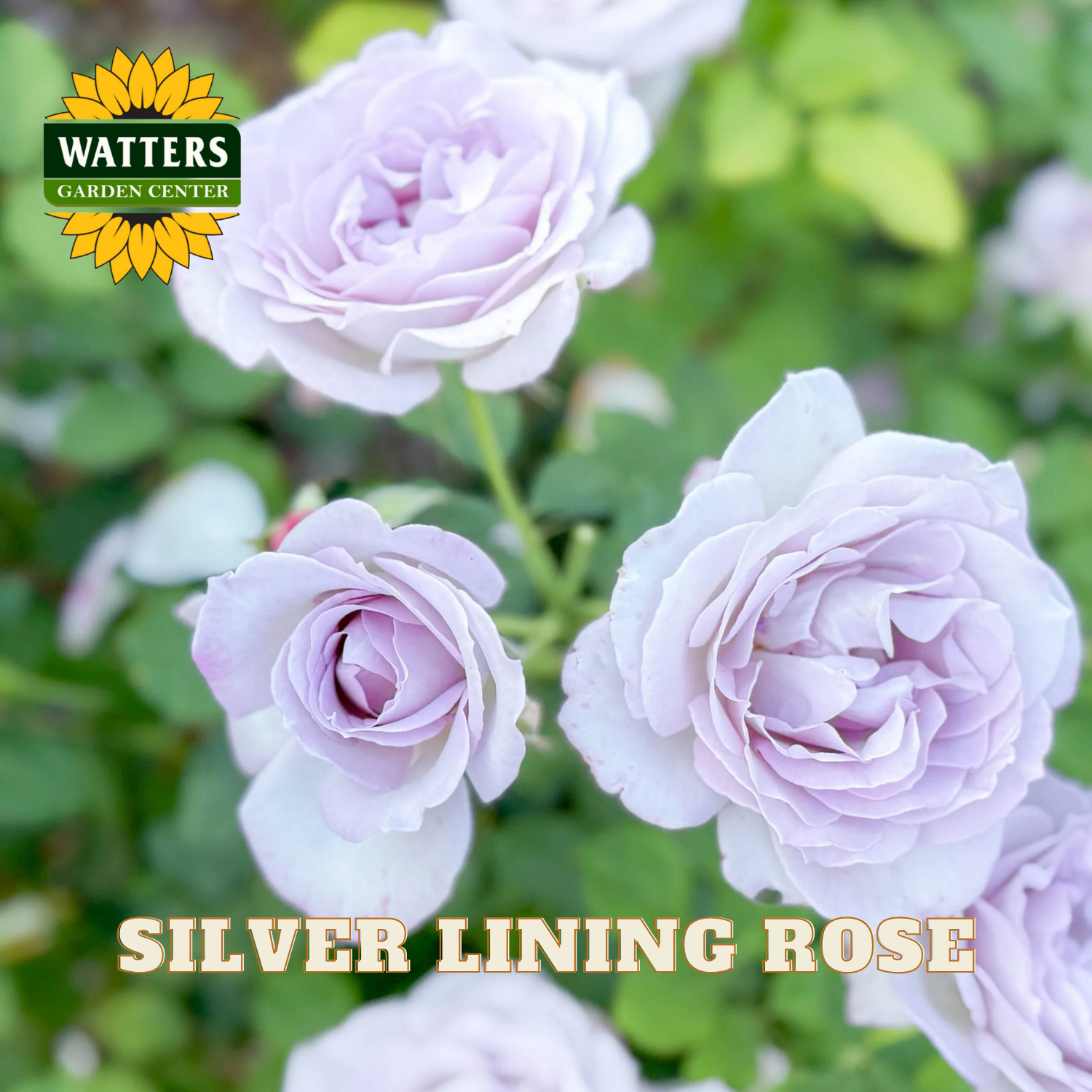 Pink roses with 'Watters Garden Center' logo and 'Silver Lining Rose' text.