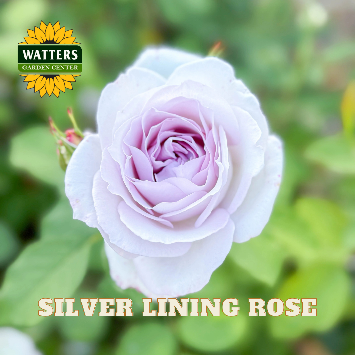 Silver lining rose with Watters Garden Center logo and text overlay
