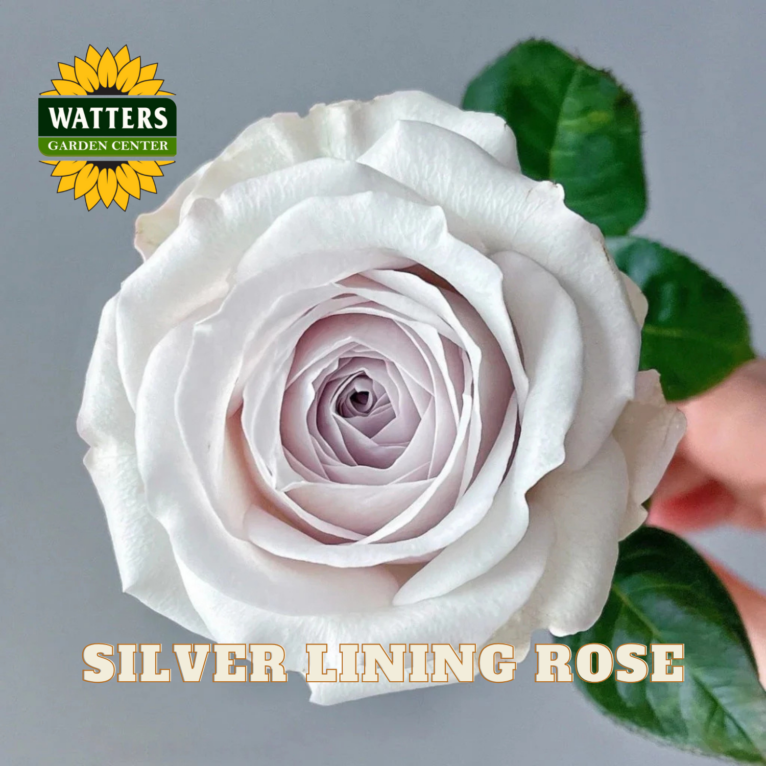 White rose with green leaves on a gray background, featuring Watters Garden Center logo.