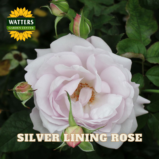 Pink rose with green leaves and buds, labeled 'Silver Lining Rose' by Watters Garden Center.