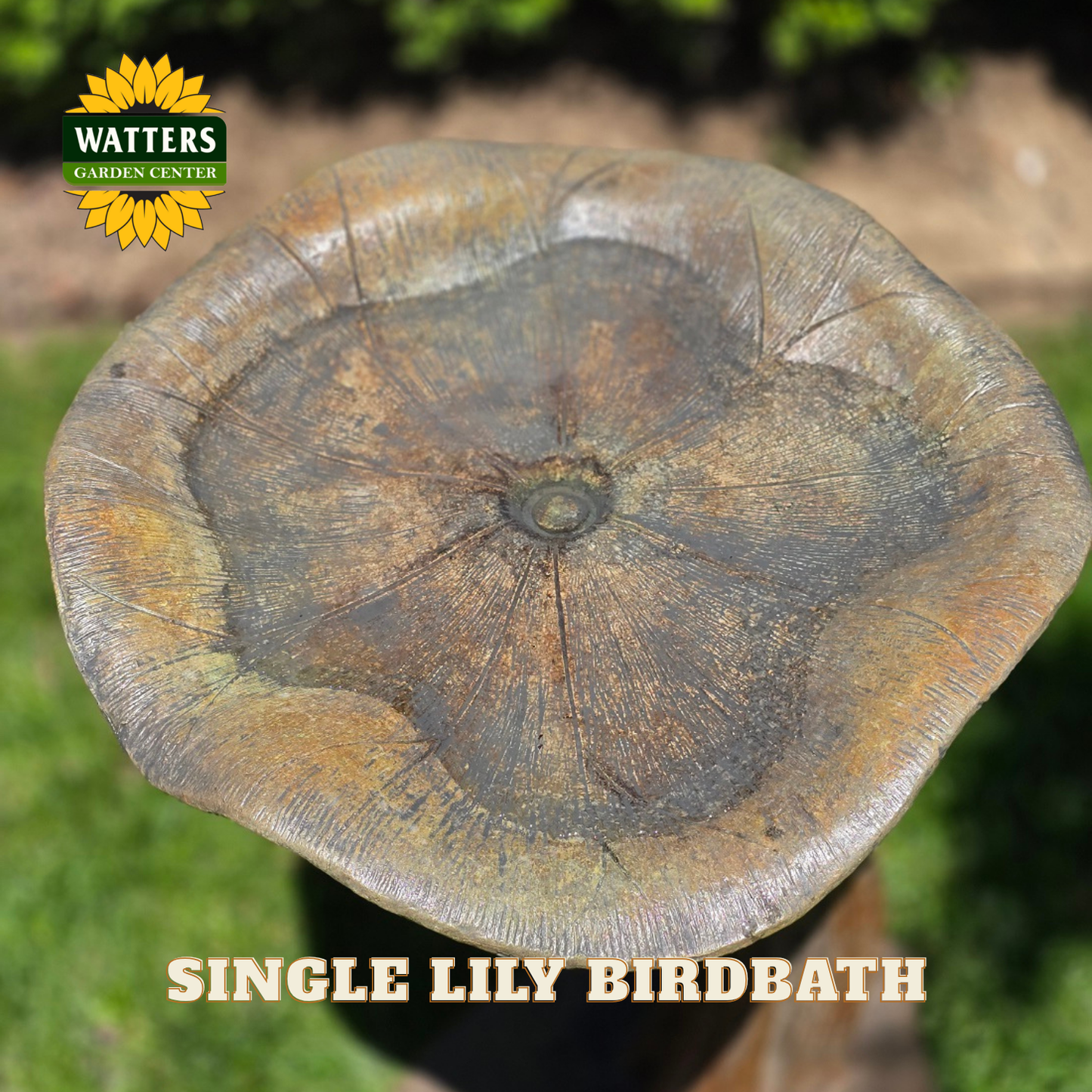 Single Lily birdbath with Watters Garden Center branding on a blurred garden background