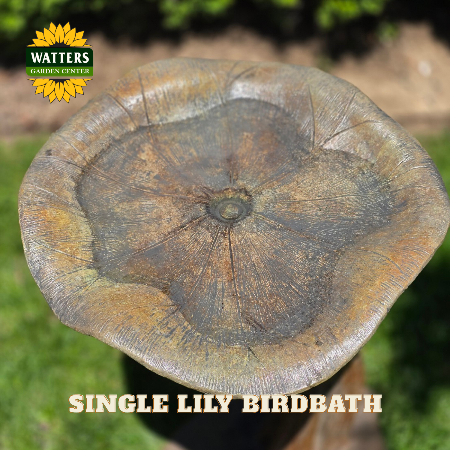 Single Lily birdbath with Watters Garden Center branding on a blurred garden background