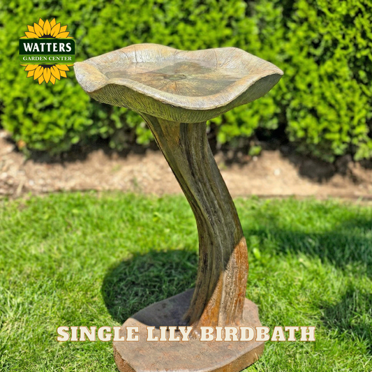 Single Lily bird bath with Watters Garden Center logo on a grassy background