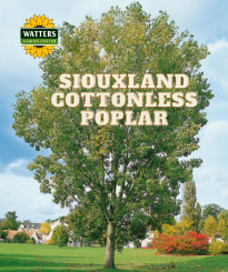 SIOUXLAND COTTONLESS POPLAR 10gal
