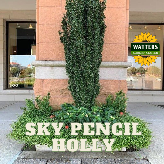 SKY PENCIL HOLLY 1gal