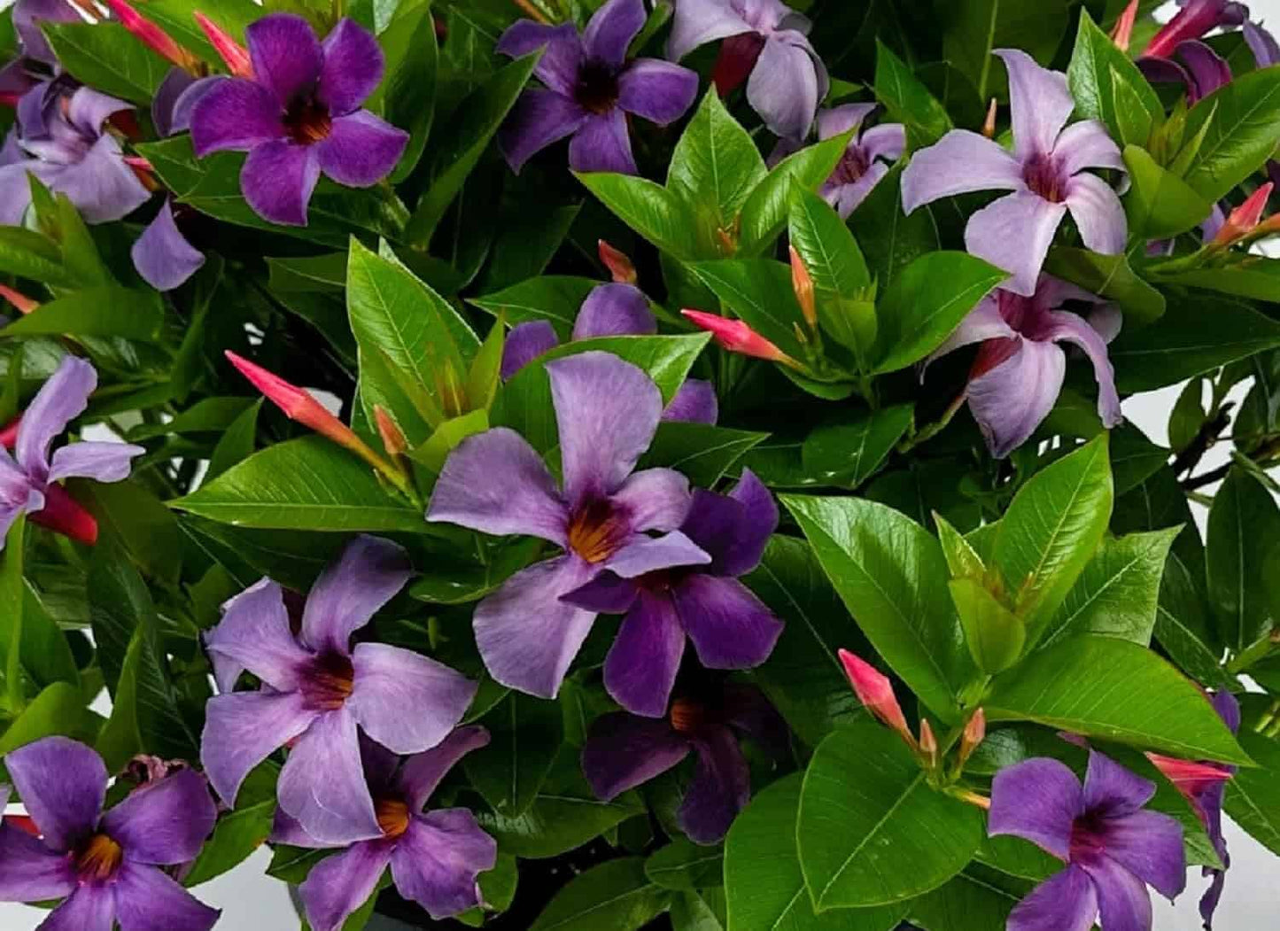 BLUEPHORIA MANDEVILLA 2gal