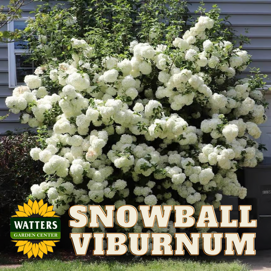 SNOWBALL VIBURNUM 2gal