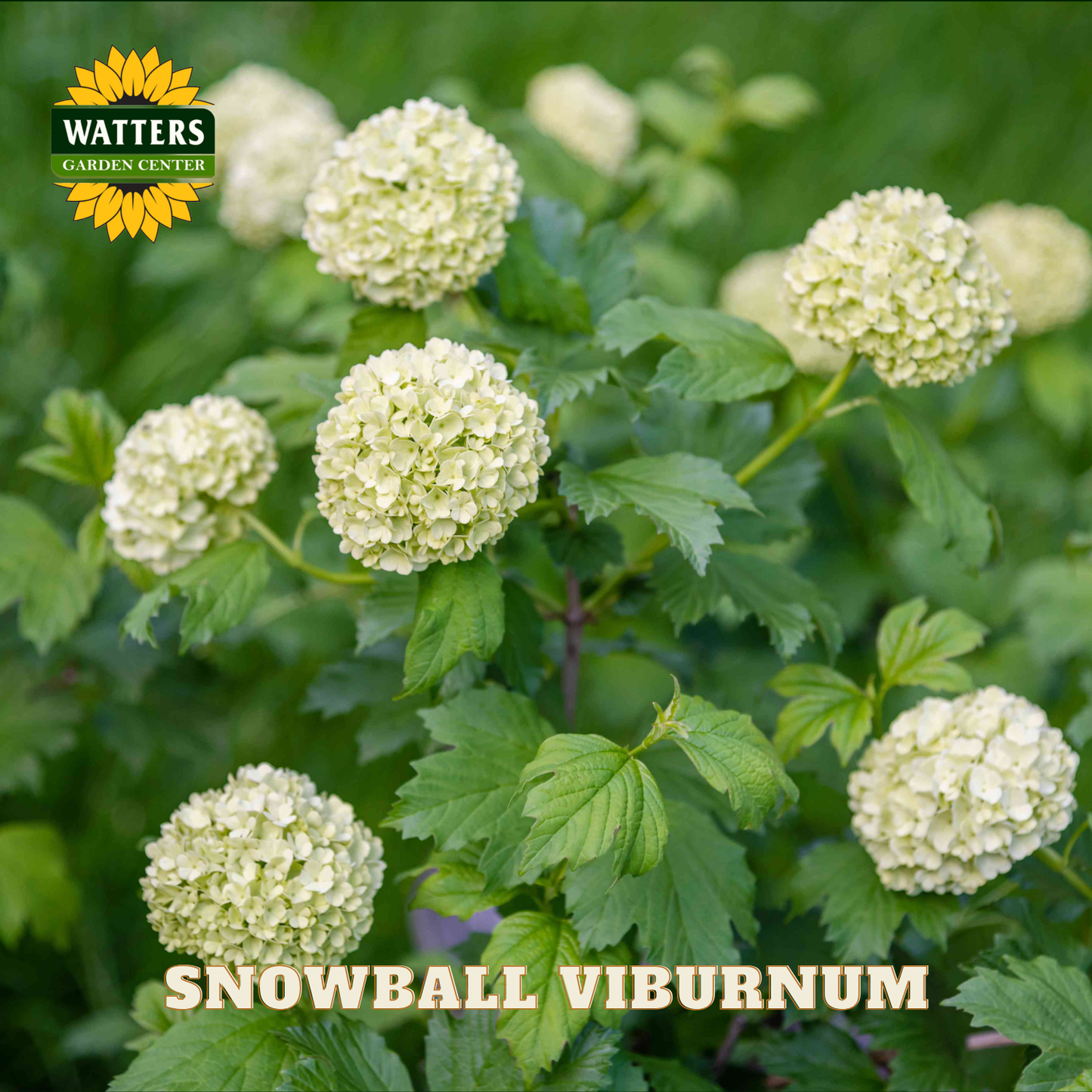 SNOWBALL VIBURNUM 2gal
