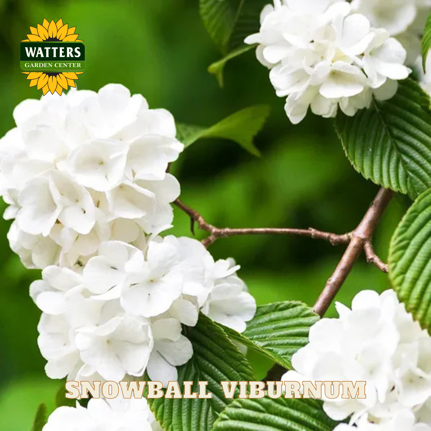 White snowball viburnum flowers with green leaves and Watters Garden Center branding.