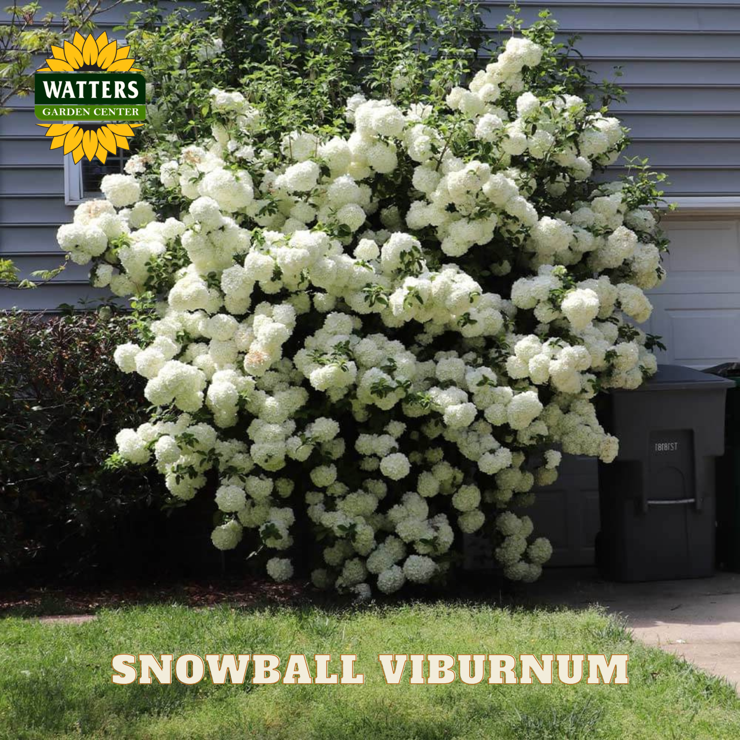 White snowball viburnum flowers with green leaves and Watters Garden Center branding.
