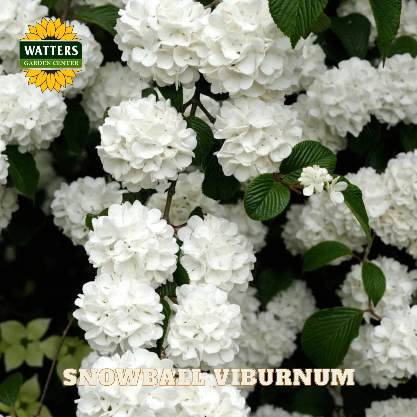 White snowball viburnum flowers with green leaves and Watters Garden Center branding.