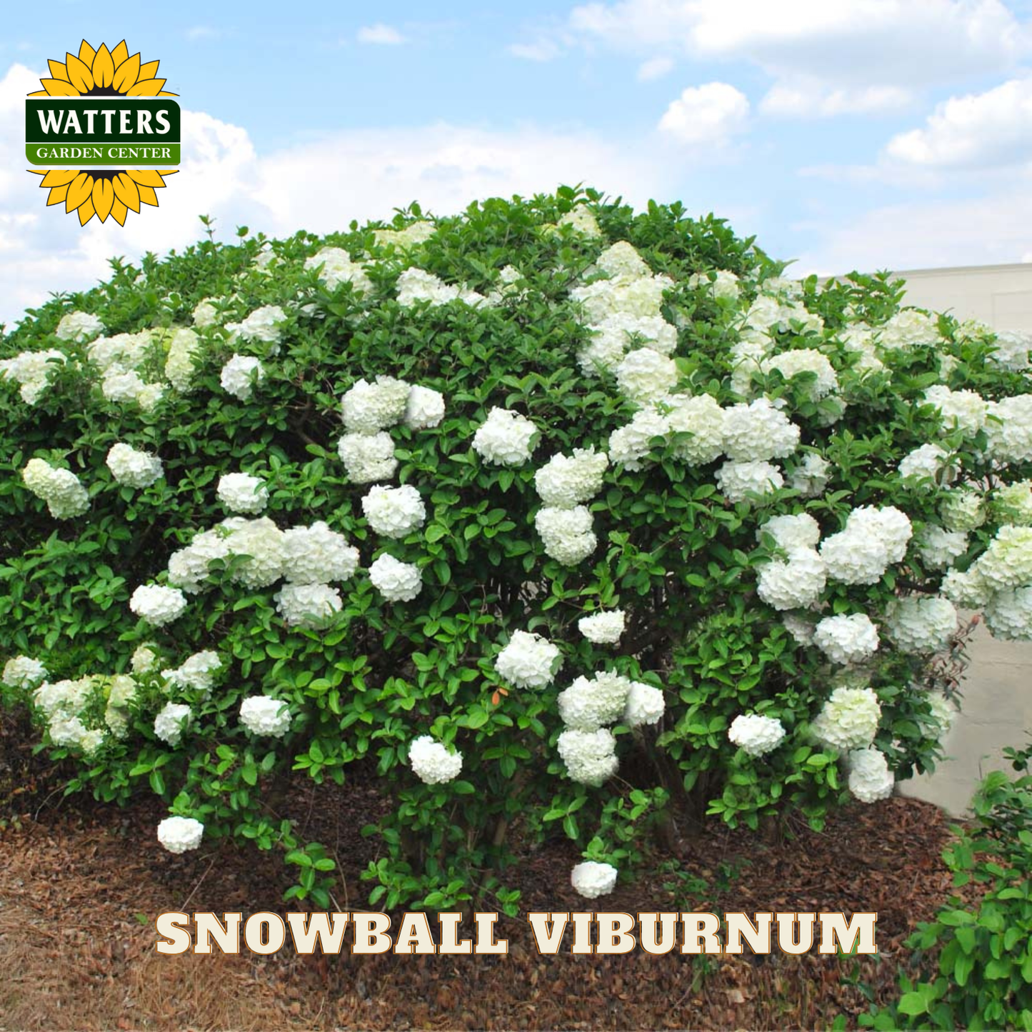 Snowball Viburnum bush with white flowers and green leaves, branded with Watters Garden Center.