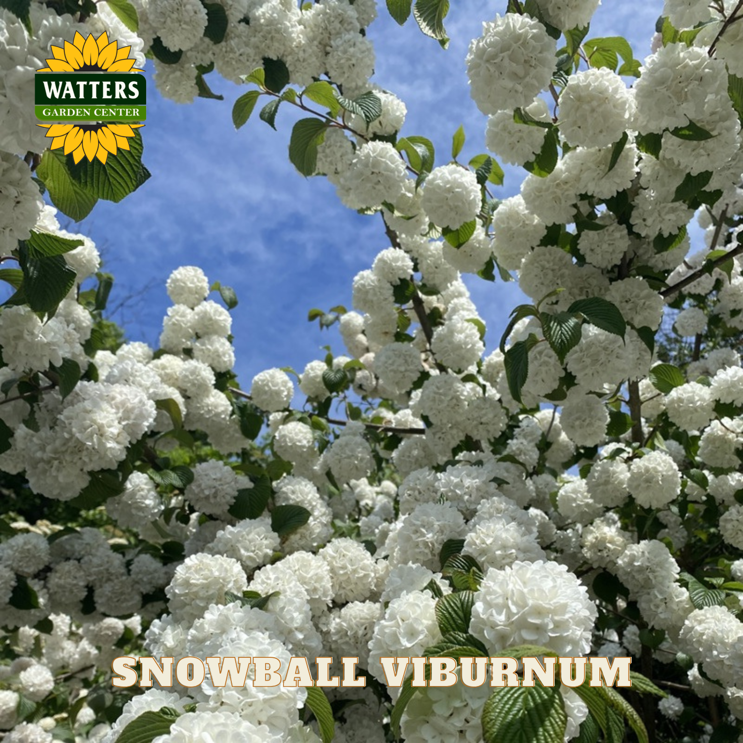 Snowball Viburnum with Watters Garden Center logo and branding.