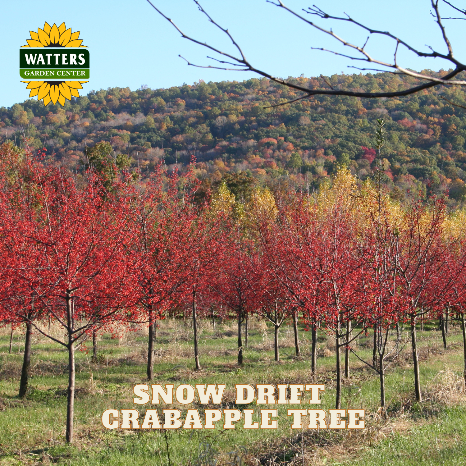 A field of young crabapple trees with bright red foliage stands in front of a forested hill under a blue sky. The Watters Garden Center logo appears in the top left, and the text 'SNOW DRIFT CRABAPPLE TREE' is overlaid at the bottom.