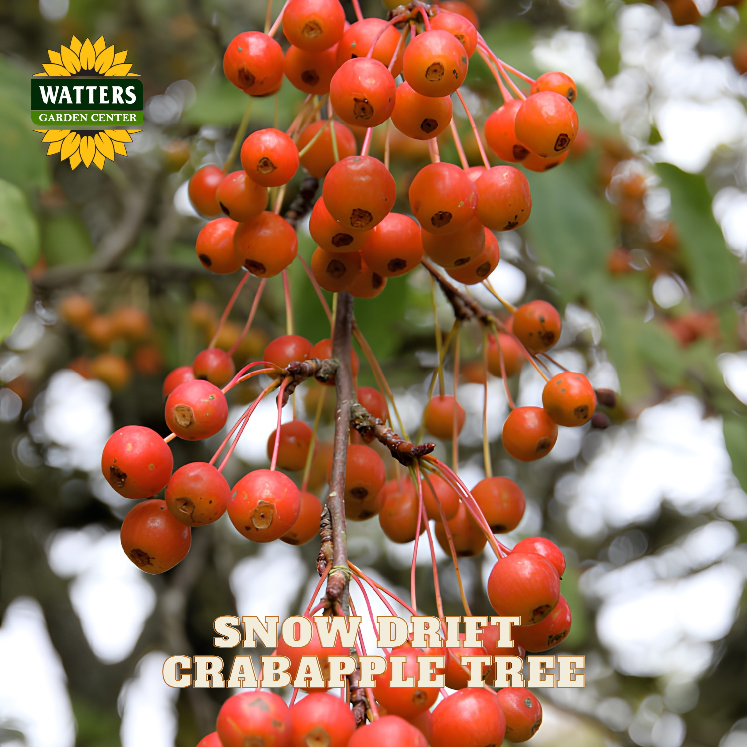 A close-up of bright red crabapple berries hanging from branches on a snow drift crabapple tree, with Watters Garden Center branding and the text 'SNOW DRIFT CRABAPPLE TREE' overlaid.