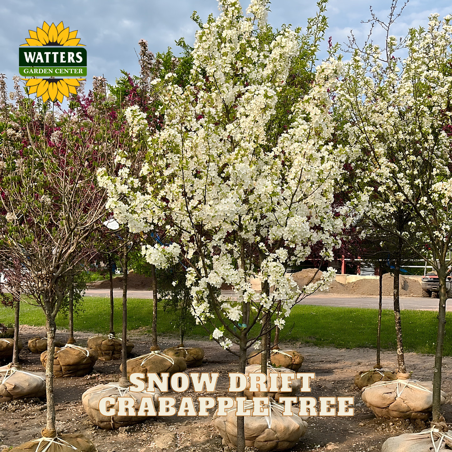 A Watters Garden Center Snow Drift Crabapple Tree shown in a nursery setting, featuring a large tree in full white spring blossom and other planted trees in the background under a blue sky.