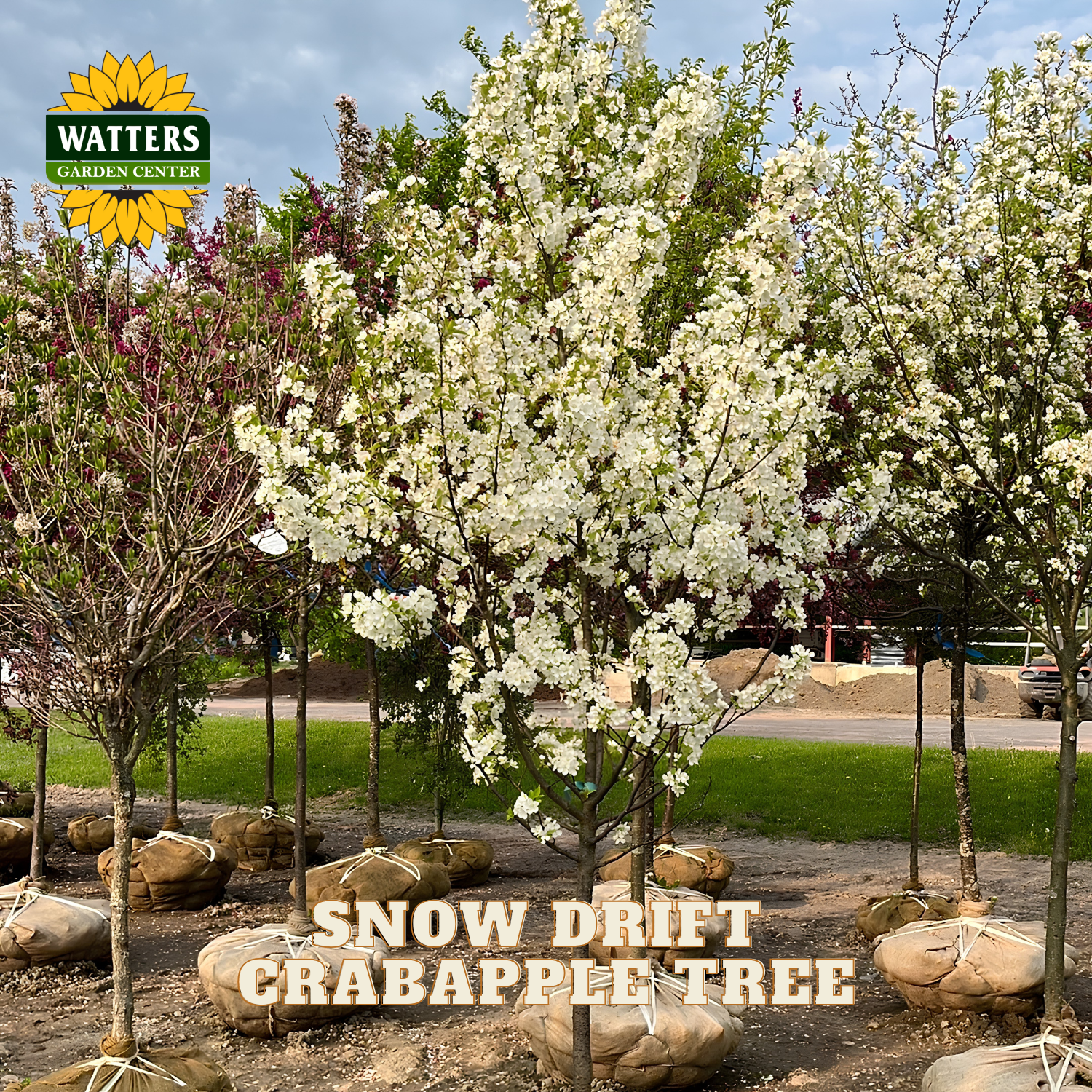 A Watters Garden Center Snow Drift Crabapple Tree shown in a nursery setting, featuring a large tree in full white spring blossom and other planted trees in the background under a blue sky.