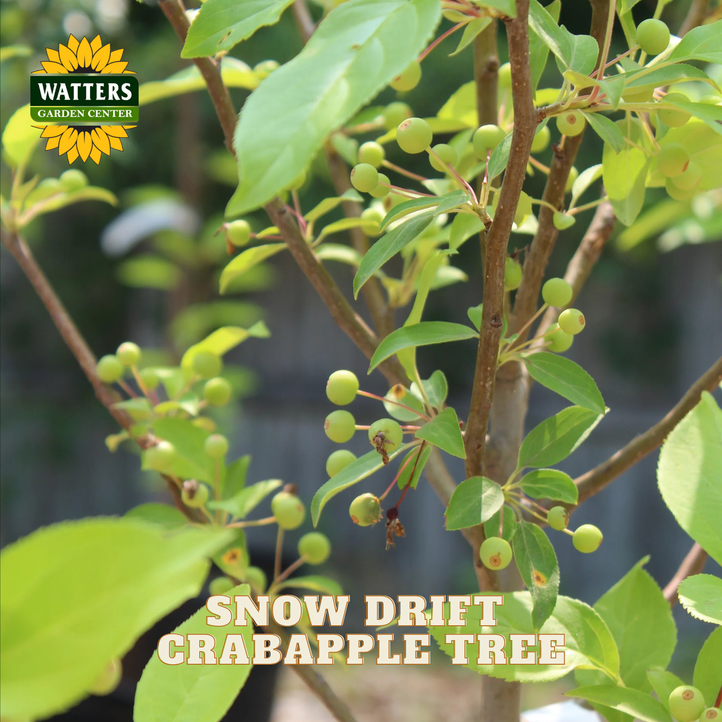 Close-up of a Snow Drift Crabapple tree branch with green leaves, small green fruit, and brown twigs, with Watters Garden Center logo and the text 'SNOW DRIFT CRABAPPLE TREE' overlaid.