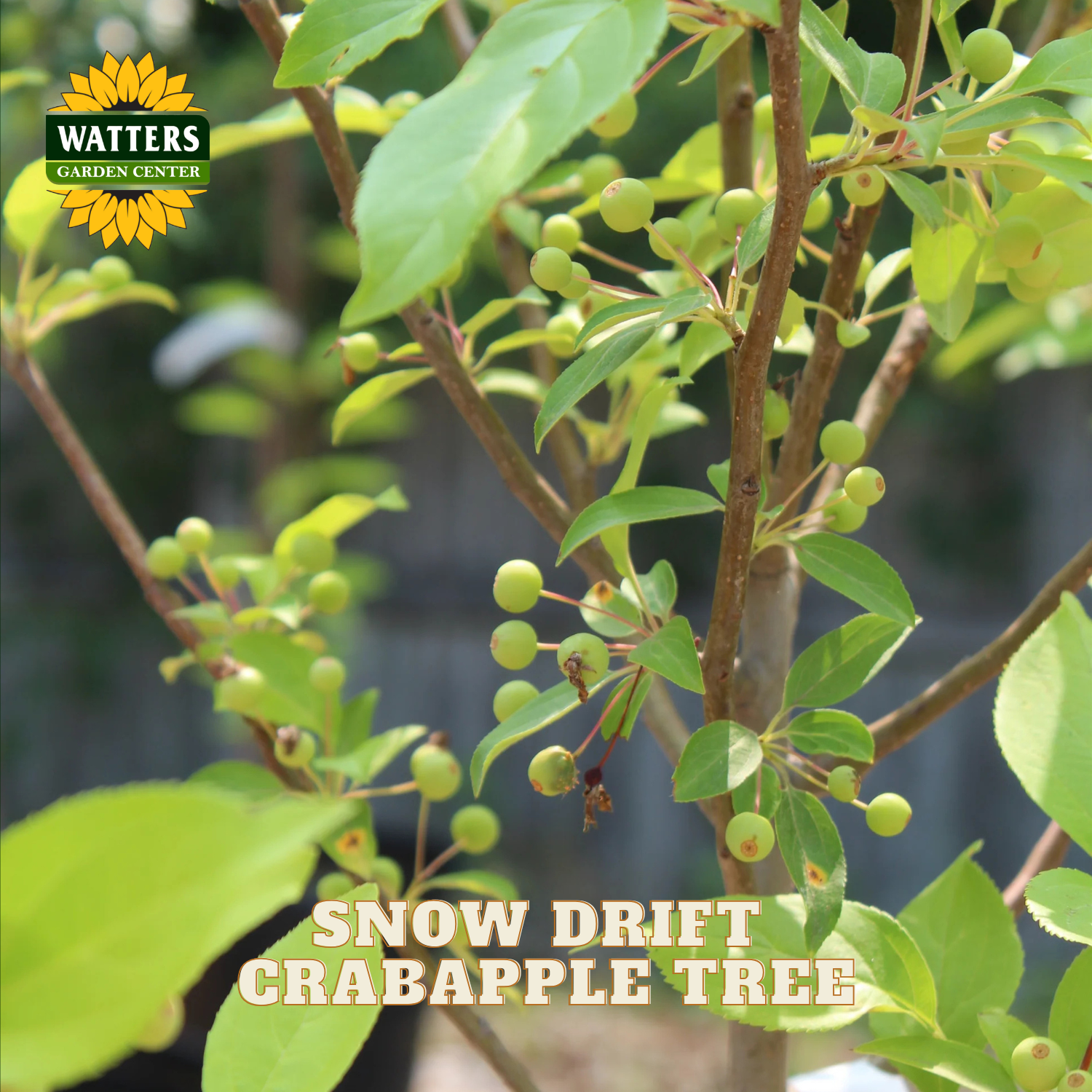 Close-up of a Snow Drift Crabapple tree branch with green leaves, small green fruit, and brown twigs, with Watters Garden Center logo and the text 'SNOW DRIFT CRABAPPLE TREE' overlaid.