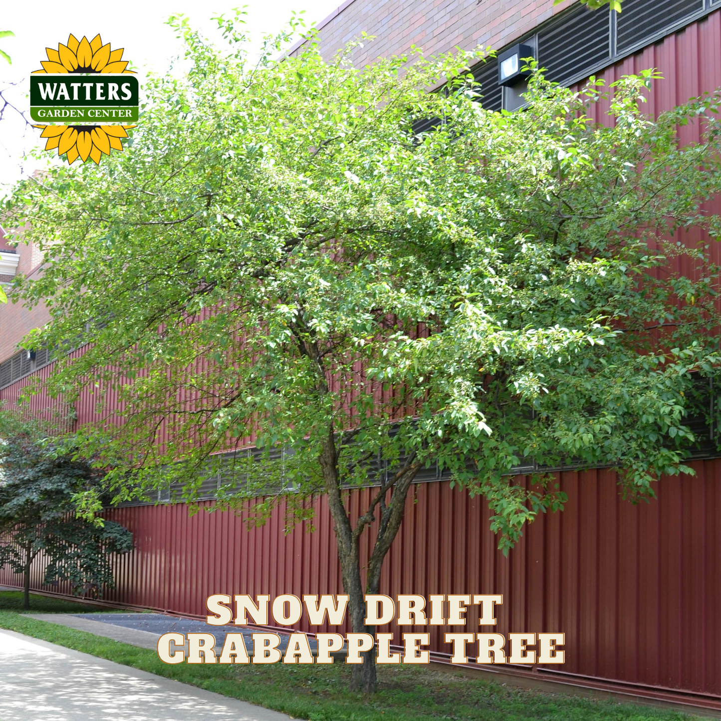 A young Snow Drift Crabapple tree with dense green foliage growing in front of a red corrugated metal building. The Watters Garden Center logo is in the top-left corner, and the text 'SNOW DRIFT CRABAPPLE TREE' is overlaid at the bottom.
