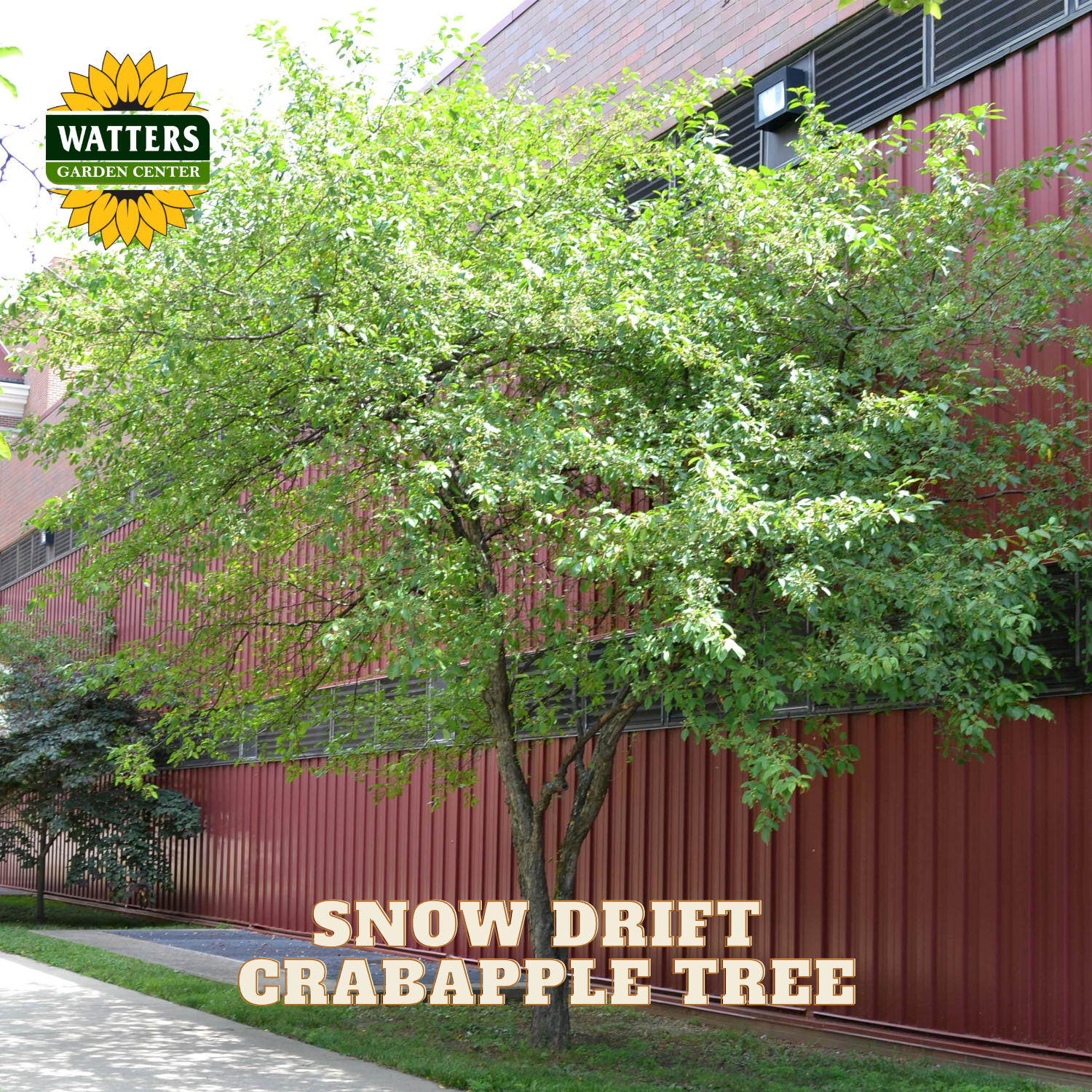 A young Snow Drift Crabapple tree with dense green foliage growing in front of a red corrugated metal building. The Watters Garden Center logo is in the top-left corner, and the text 'SNOW DRIFT CRABAPPLE TREE' is overlaid at the bottom.