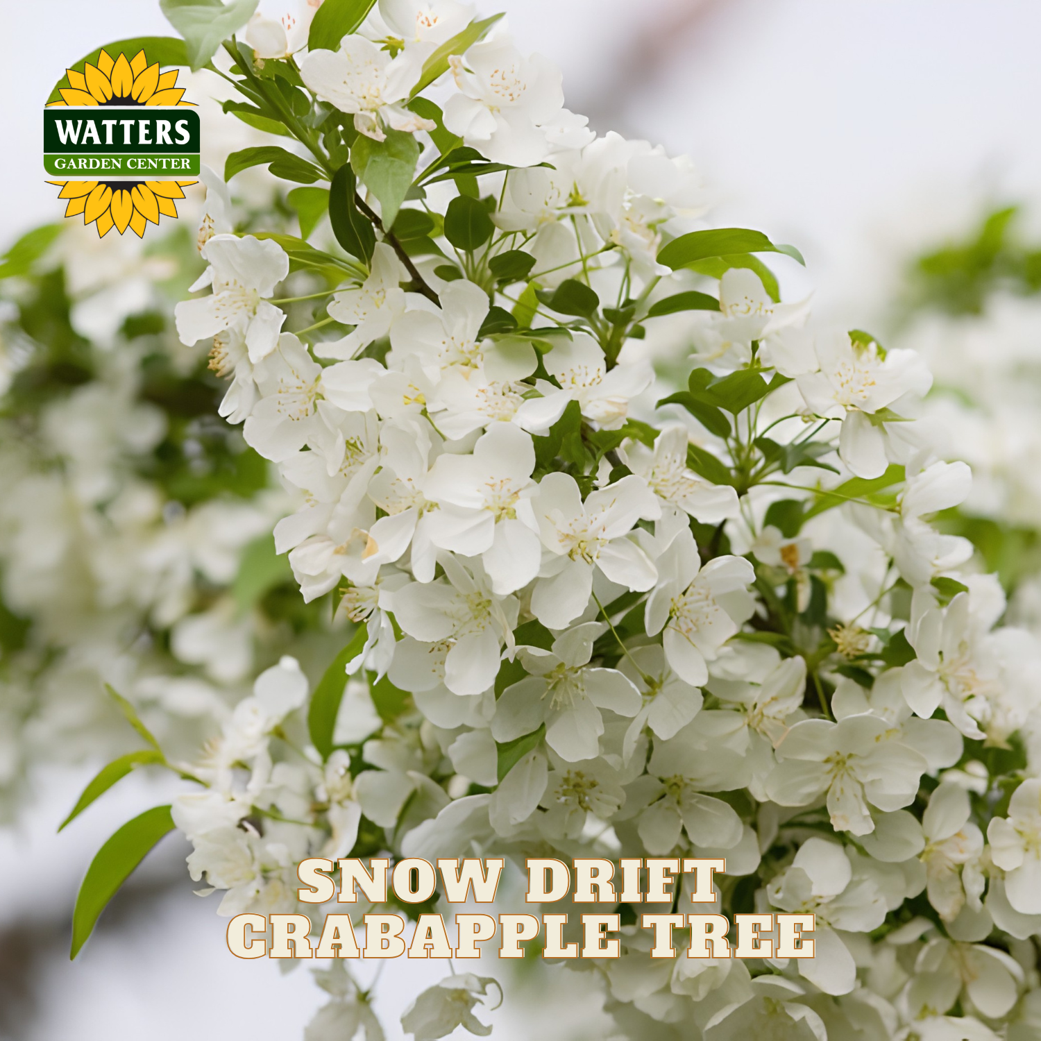 Close-up of white crabapple blossoms on a tree branch with green leaves, with the Watters Garden Center logo in the top left and the text 'SNOW DRIFT CRABAPPLE TREE' at the bottom.
