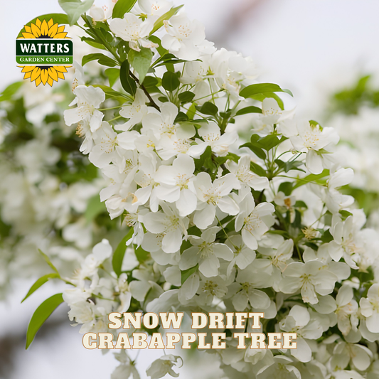 Close-up of white crabapple blossoms on a tree branch with green leaves, with the Watters Garden Center logo in the top left and the text 'SNOW DRIFT CRABAPPLE TREE' at the bottom.
